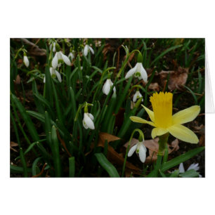 Colirio y floral de primavera de Daffodil