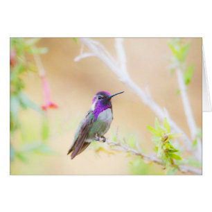 Coliseo costarricense entre el follaje