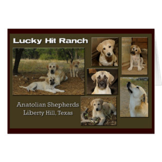 collage afortunado del golpe