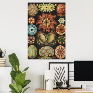 Collage de Arte de Vida Marina Náutica de Ernst Ha