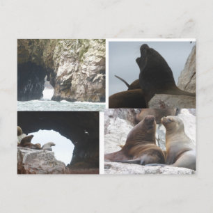 Collage de focas Perú Tarjeta Postal DIY