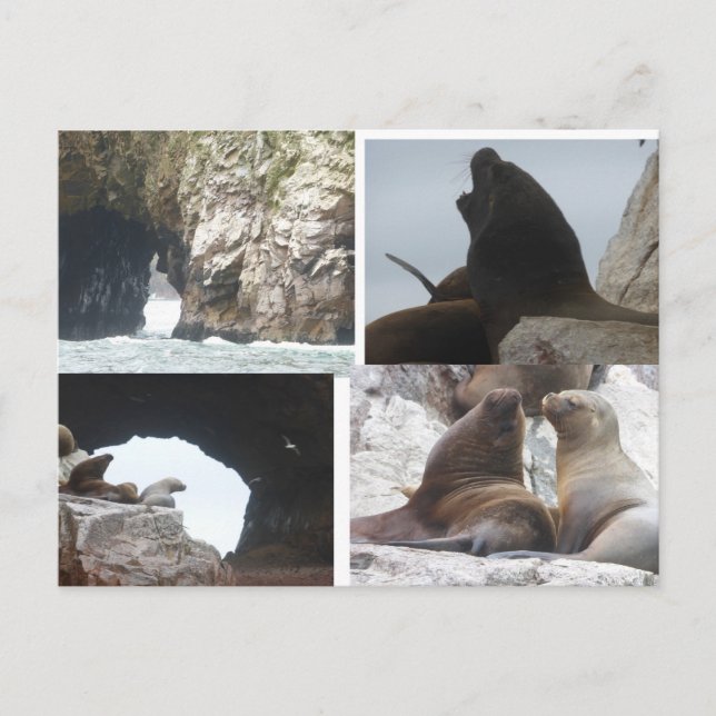 Collage de focas Perú Tarjeta Postal DIY (Anverso)