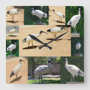 Collage de fotos Bin Chicken, reloj de pared