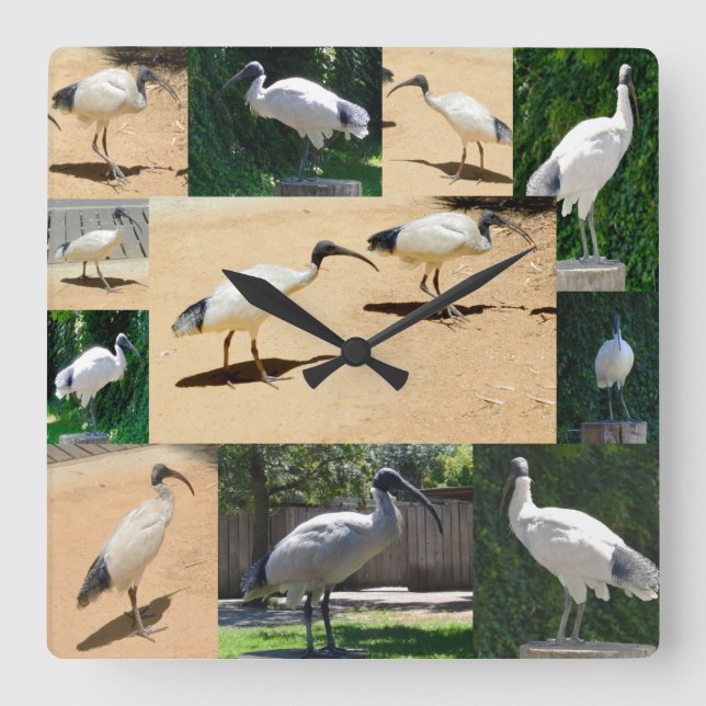 Collage de fotos Bin Chicken, reloj de pared (Anverso)