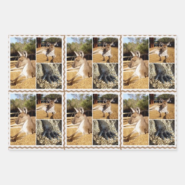 Collage de fotos canguro perezoso, hojas de envolv (Anverso)