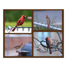 Collage de fotos de cardenal