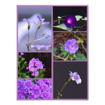 Collage de fotos de las flores moradas
