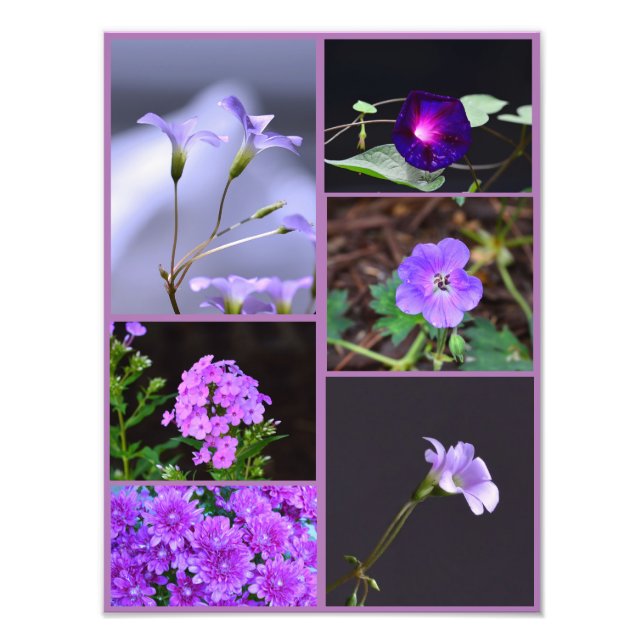 Collage de fotos de las flores moradas (Frente)