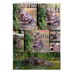 Collage de fotos Hippo,