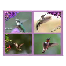 Collage de fotos Hummingbird