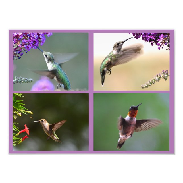 Collage de fotos Hummingbird (Frente)