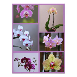 Collage de fotos orquídea