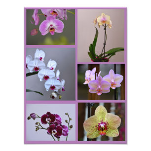 Collage de fotos orquídea