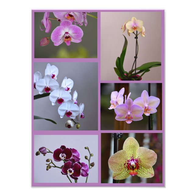 Collage de fotos orquídea (Frente)