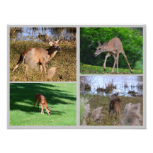 Collage de fotos Whitetail Deer