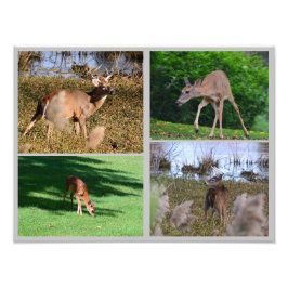 Collage de fotos Whitetail Deer