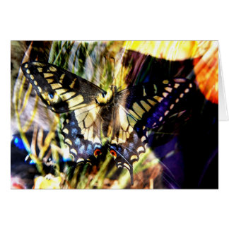 Collage de mariposa y gato