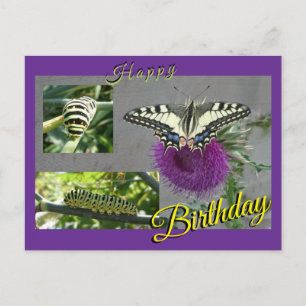 Collage de Tarjeta de Cumpleaños de Golondrina de 