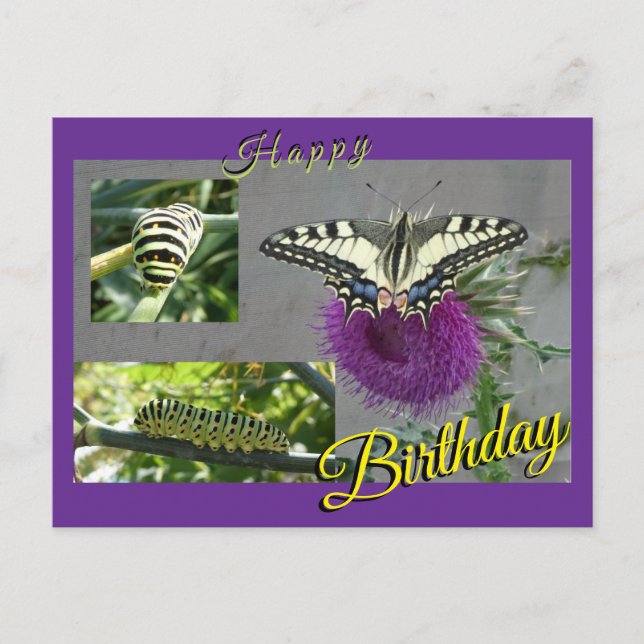 Collage de Tarjeta de Cumpleaños de Golondrina de  (Anverso)