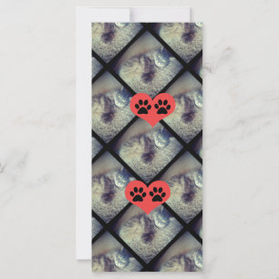 Collage de un gato con dibujos de Shirley Taylor