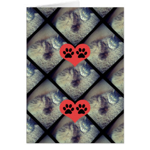 Collage de un gato con dibujos de Shirley Taylor