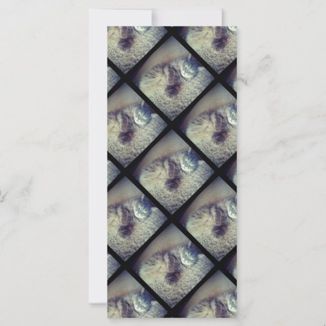 Collage de un gato por Shirley Taylor (Anverso)