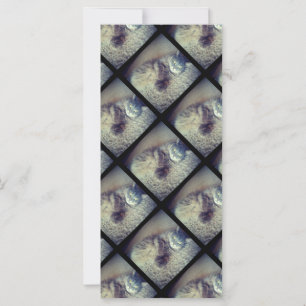 Collage de un gato por Shirley Taylor