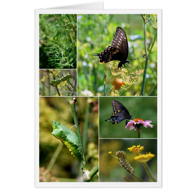 Collage del ciclo de vida de la mariposa de la col (Frente)