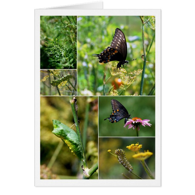 Collage del ciclo de vida de la mariposa de la col (Frente)