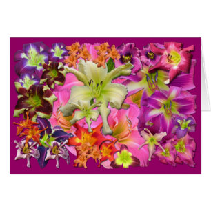 Collage del Daylily