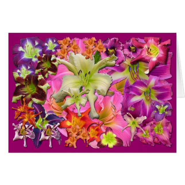 Collage del Daylily (Anverso (Horizontal))
