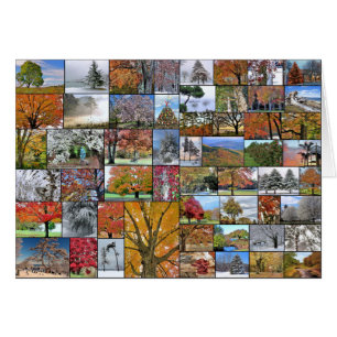 Collage estacional de los árboles