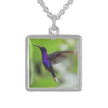 Collar de colibrí