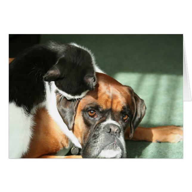 Collar del gato (Anverso (Horizontal))