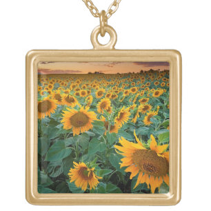 Collar Dorado Campo del girasol en Longmont, Colorado