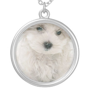 Collar lindo de Bichon Frise