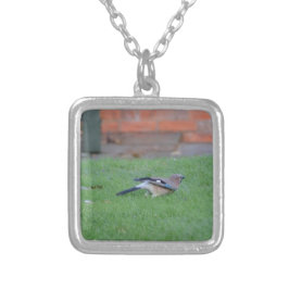 Collar Plateado Arrendajo euroasiático
