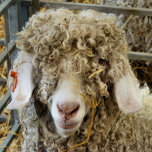 COLLAR PLATEADO BARBA<br><div class="desc">Un divertido diseño fotográfico de una hermosa cabra angora.</div>