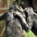 COLLAR PLATEADO CHIMPANZEES<br><div class="desc">Un par de chimpancés muy bonitos. ¿Son mejores amigos o planean hacer travesuras?</div>