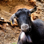 COLLAR PLATEADO CUTE LITTLE GOAT<br><div class="desc">One cute little goat posing for the camera. England UK.</div>