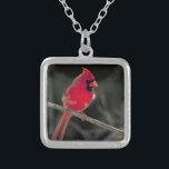 Collar Plateado Foto de pájaro de un cardenal rojo colocado en una<br><div class="desc">Una hermosa fotografía natural de un brillante cardenal rojo del norte encaramado en una rama de árbol.</div>