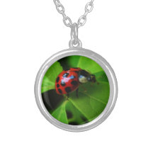 Lady Bug