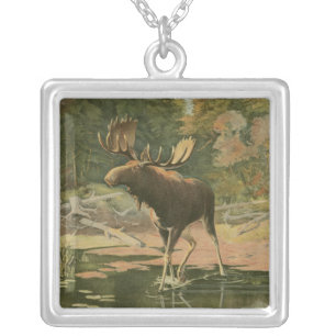 Collar Plateado Moose caminando en el agua