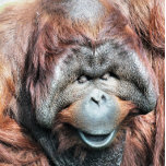 COLLAR PLATEADO ORANGUTANOS<br><div class="desc">Un diseño fotográfico de un hermoso orangután masculino.</div>