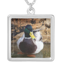 Pato masculino del pato silvestre