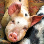 COLLAR PLATEADO PIGS<br><div class="desc">¡Este lindo cerdito solo quiere decir "Hola"! Reino Unido. com</div>