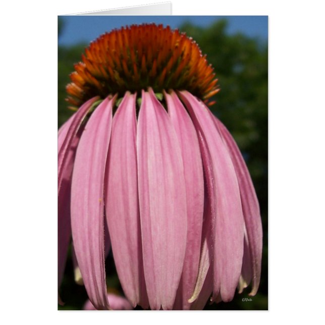 Collasol Echinacea (Frente)