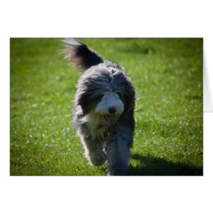 Collie barbudo