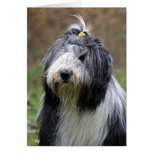 collie barbudo