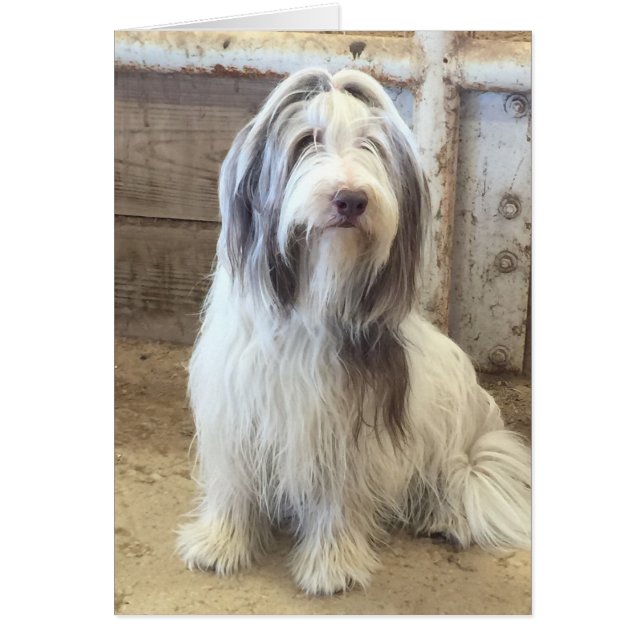Collie con barba (Frente)